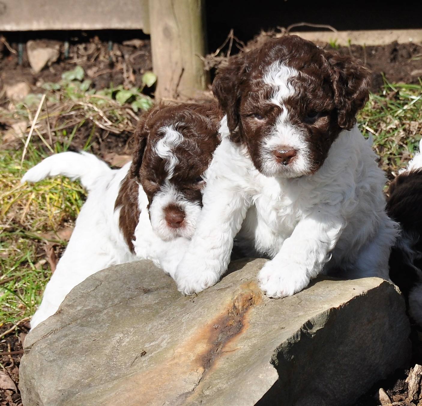 News And Updates Lagotto On The Hill Lagotto Romagnolo Breeder