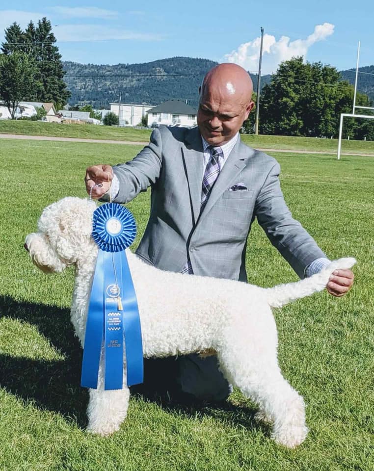 Bianco the Lagotto Romagnolo Show Dog Stacked with ribbon