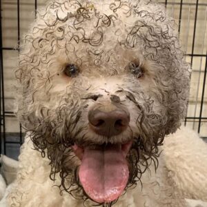 Lagotto Dog with Muddy Face