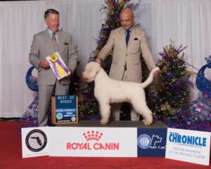 Lagotto Romagnolo dog being judged
