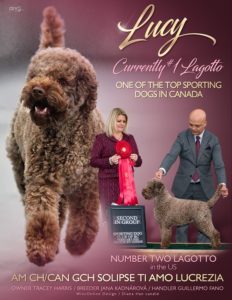 Dog show advert Lucy Lagotto