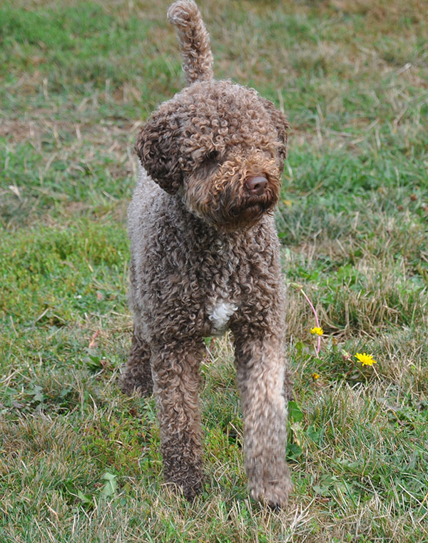 Viking Lagotto Dog Brown Roan Curly