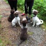four lagotto puppies hiking with their humans in the forest