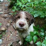 Wet Lagotto Dog in the forest