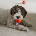 Lagotto dog with orange ball in mouth