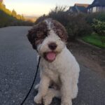 Lagotto Dog sitting on pavement in the evening