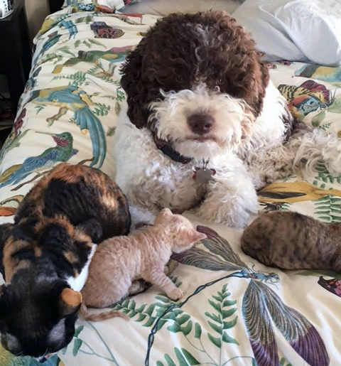Lagotto Dog on bed with kittens
