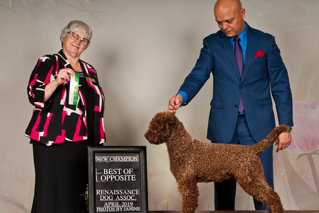 Lucy the Lagotto Romagnolo therapy dog