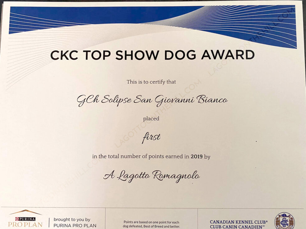 CKC Lucy Lagotto top dog award