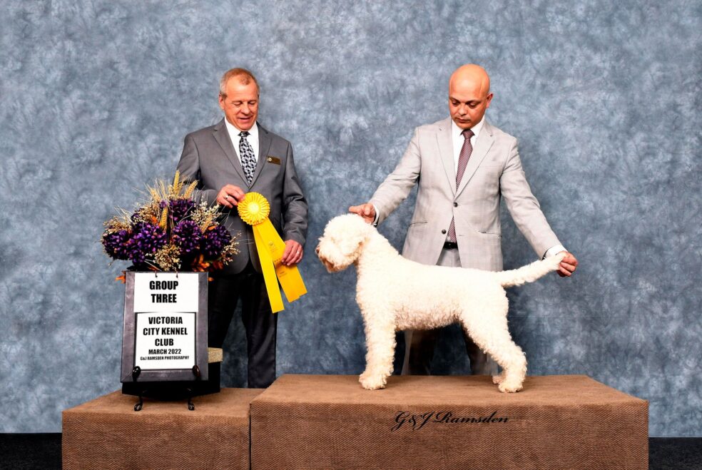 Lagotto Romagnolo on stage at a dog show being awarded a yellow ribbon