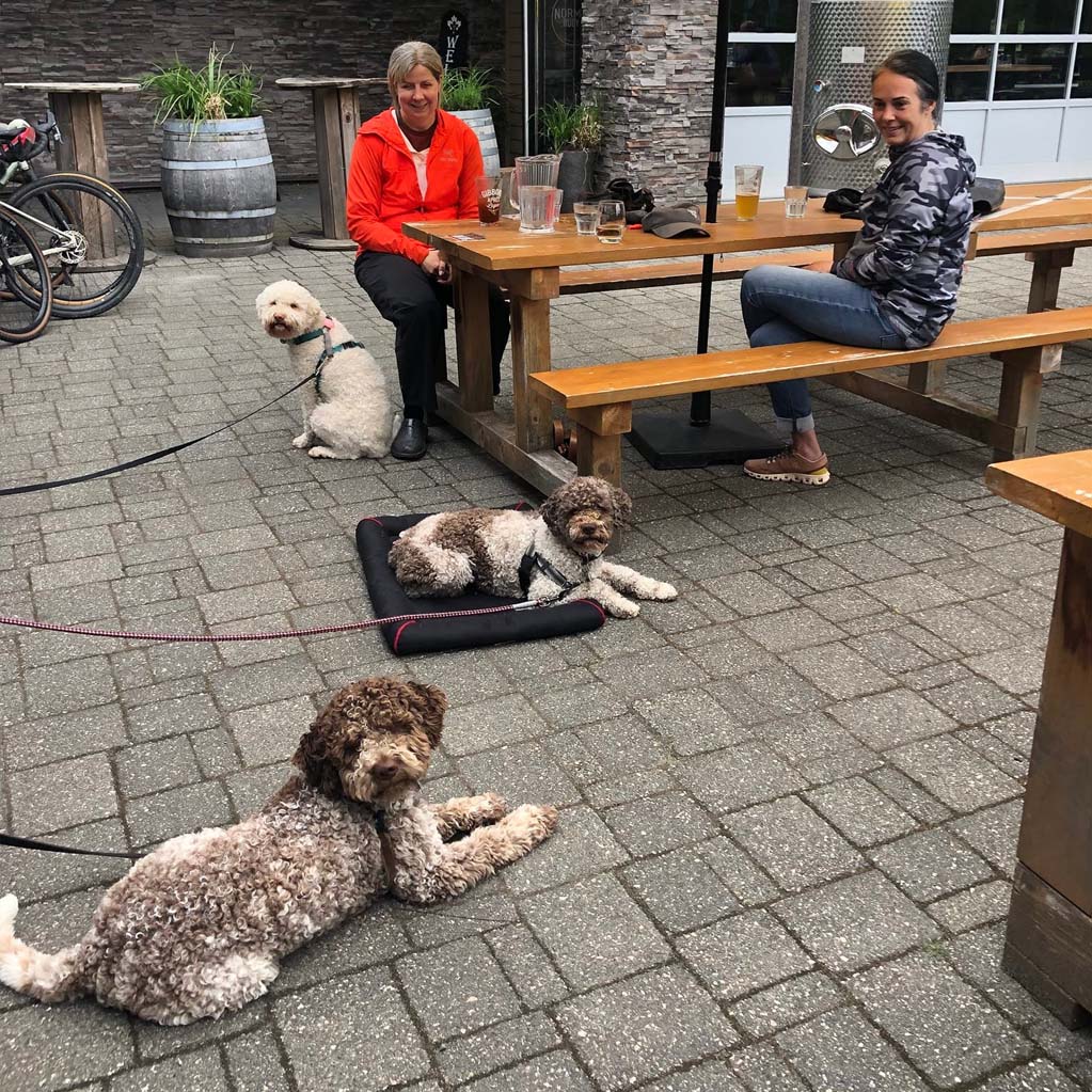 three lagotto dogs relaxing on a bar patio with their owners