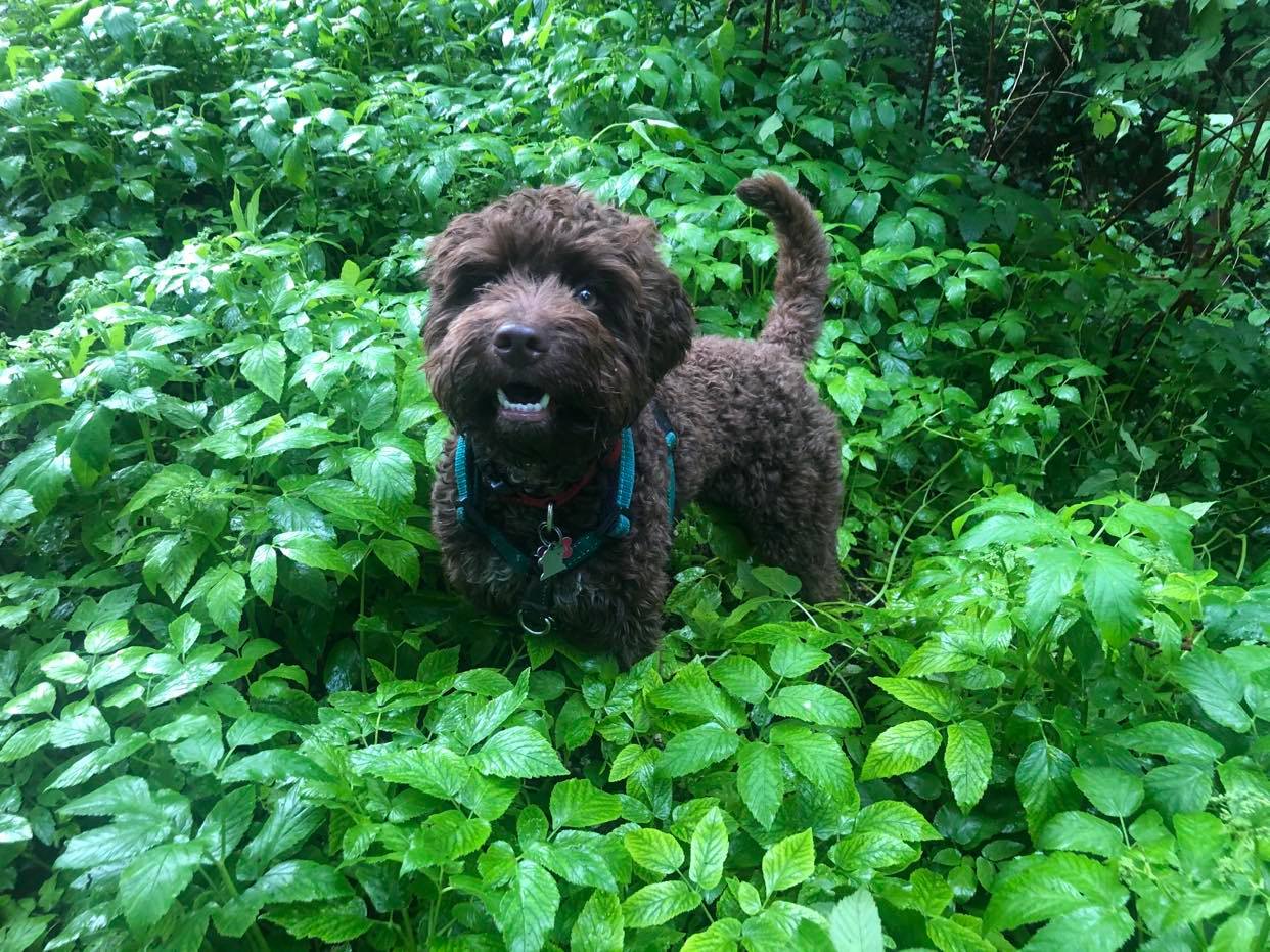 Taralli the Lagotto Dog in Forest