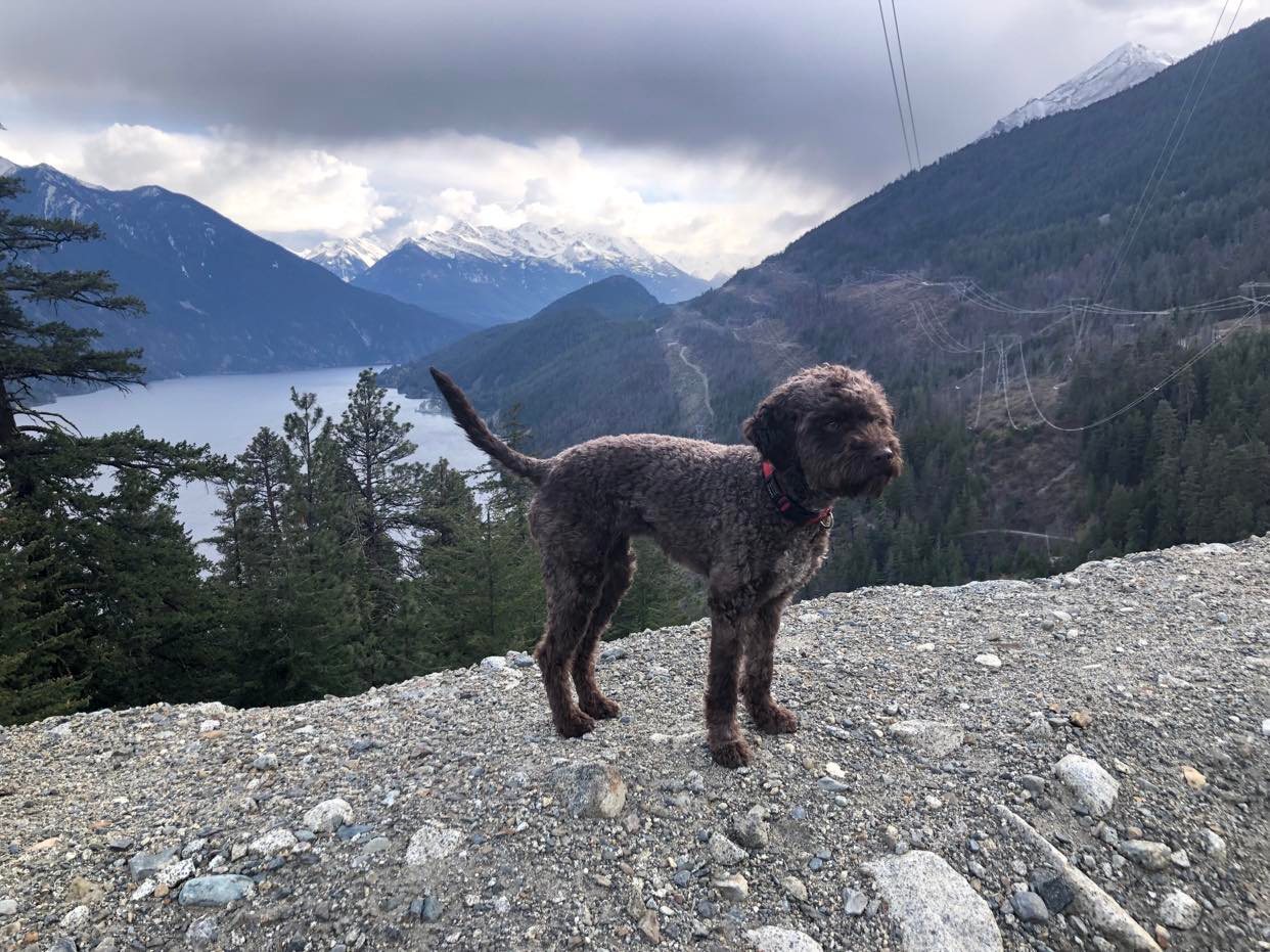 Taralli Lagotto Romagnolo Dog on a mountain