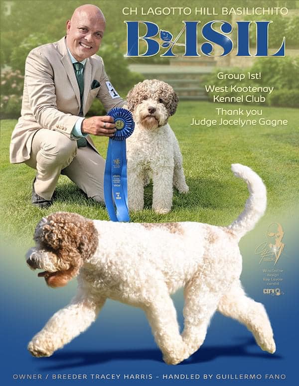 lagotto romagnolo show dog graphic with awards
