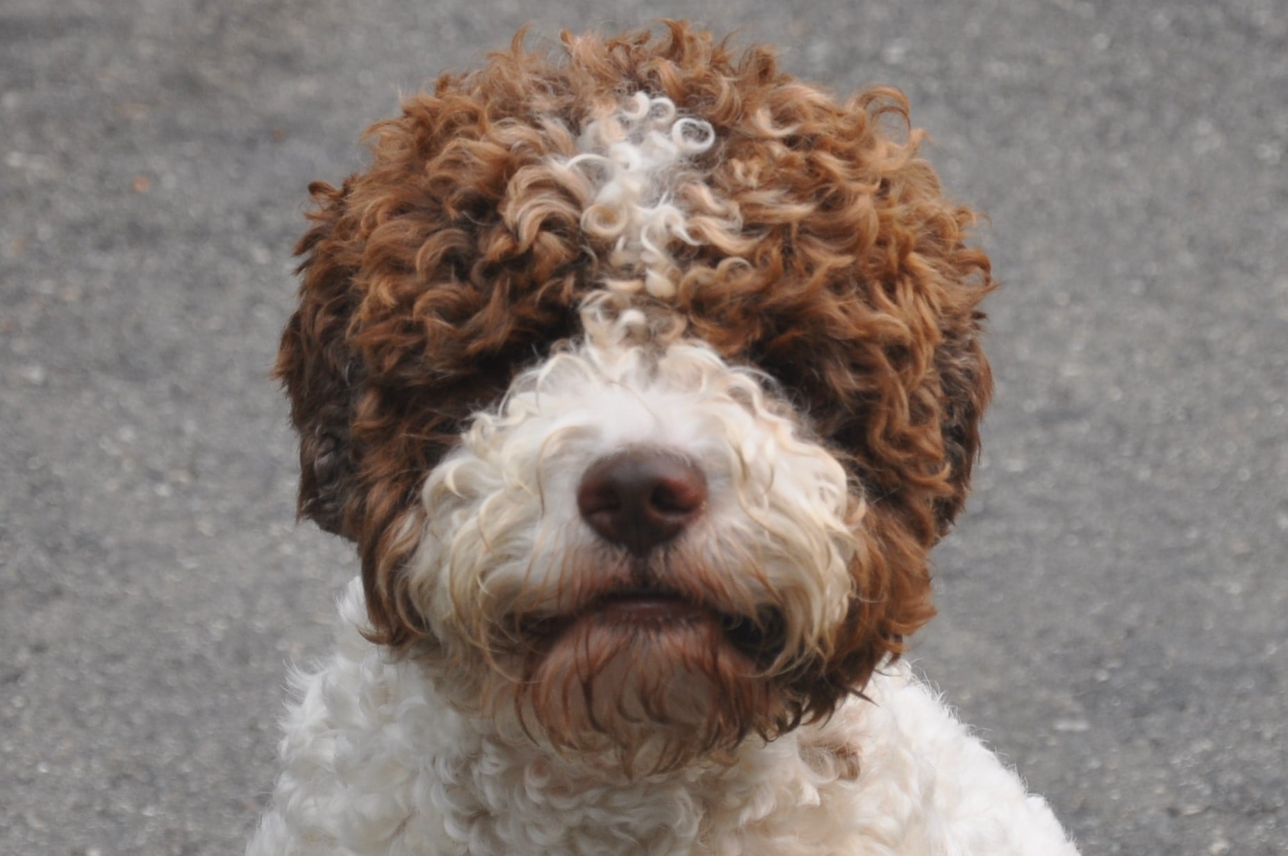 Lagotto Romagnolo Dog with Curly Face