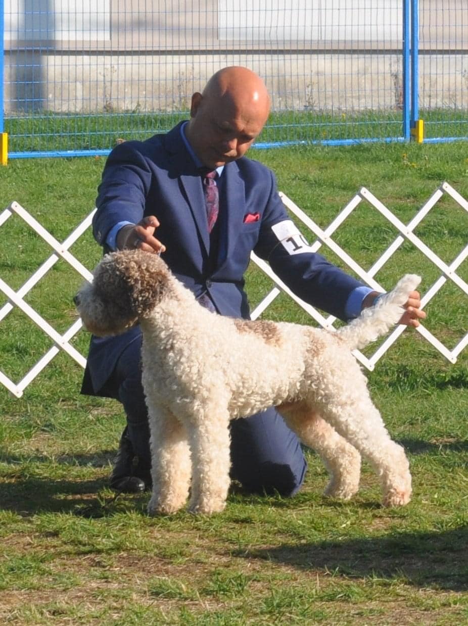 Lagotto Romagnolo Show Dog