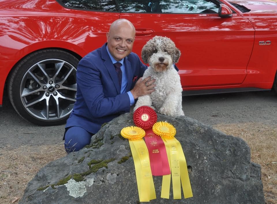 Lagotto Romagnolo Show Dog with Handler and Award Ribbons