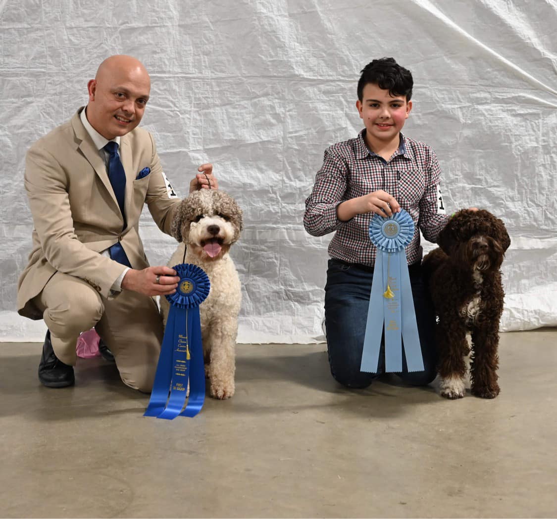 Two Lagotto Romagnolo Dogs at a Dog Show with Ribbons