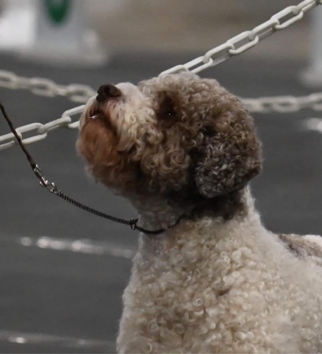 Lagotto Romagnolo Basil being Show at dog show
