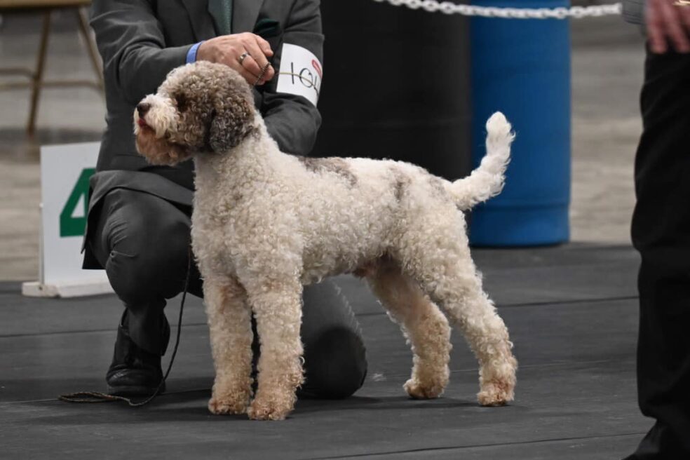 Lagotto Romagnolo Dog Basil being shown at Dog Show
