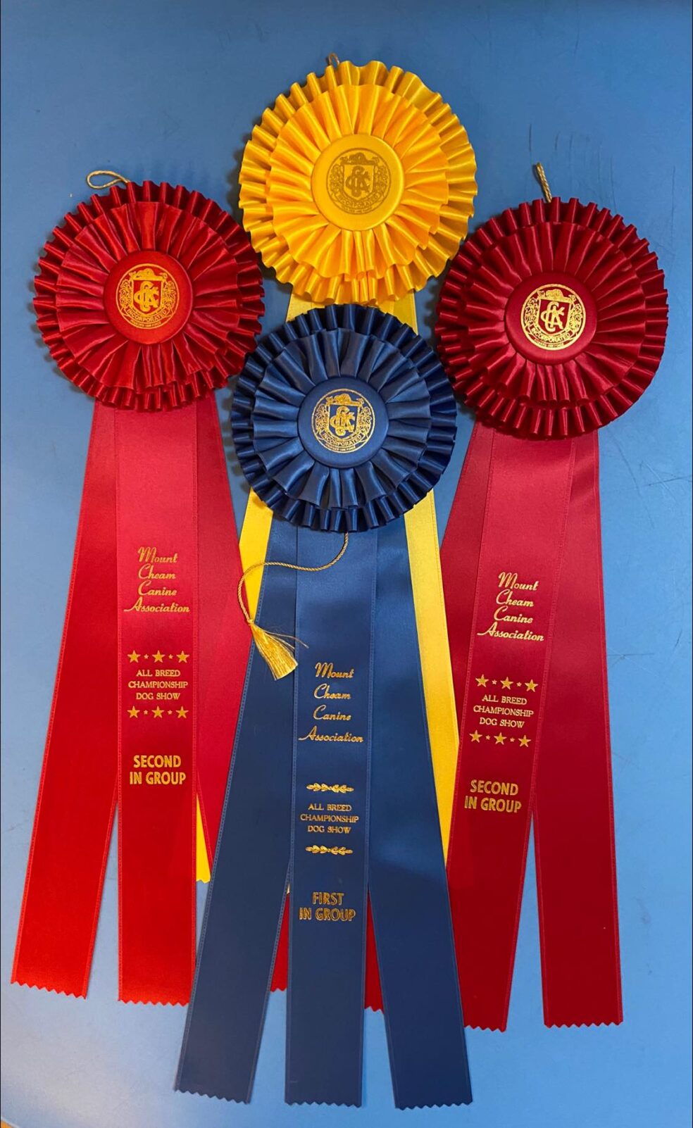 Dog Show Ribbons in Yellow, Blue, Red