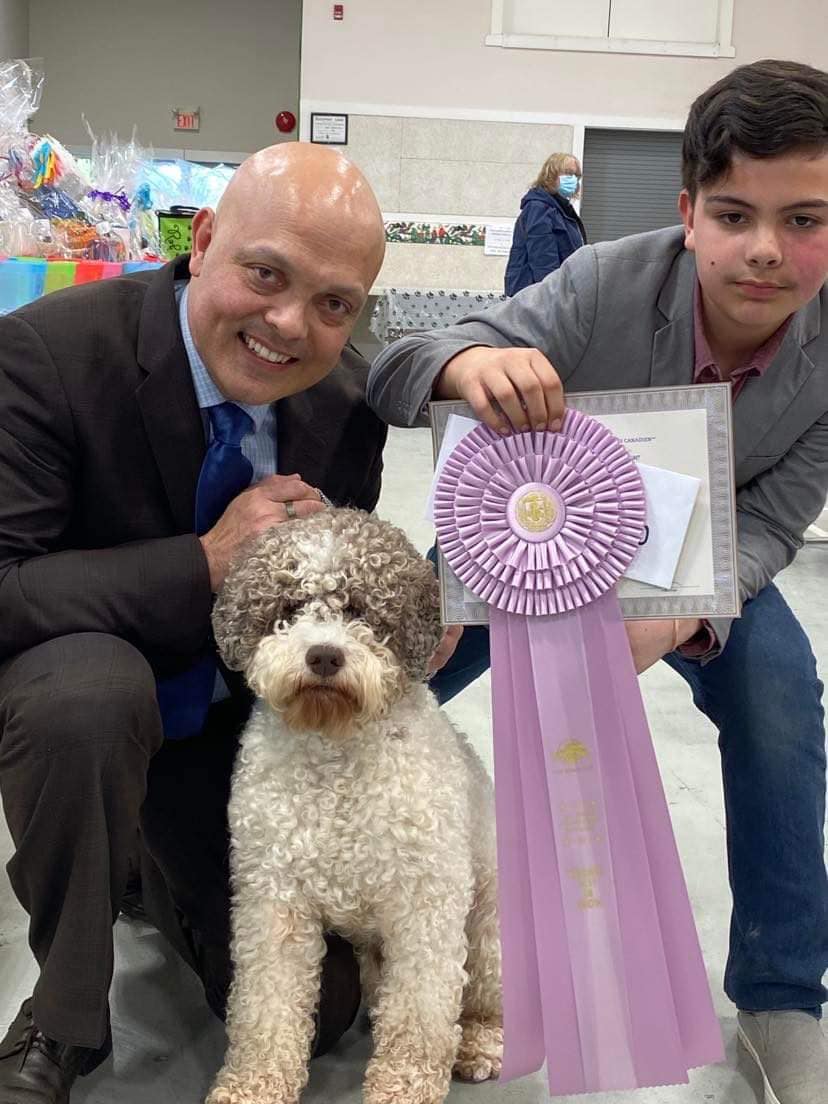 lagotto romagnolo dog with show ribbon and handler