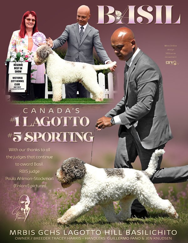 lagotto dog fancy advert number one lagotto romagnolo in canada