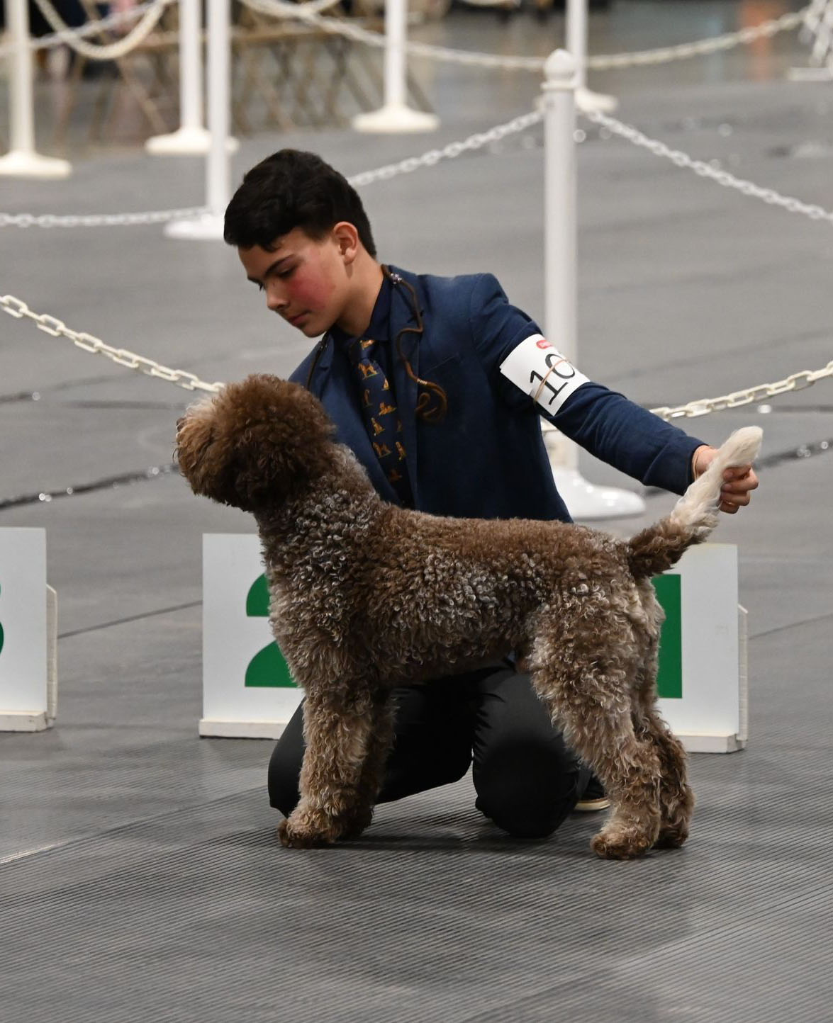 Danny the Lagotto Romagnolo at Dog Show with Ribbons