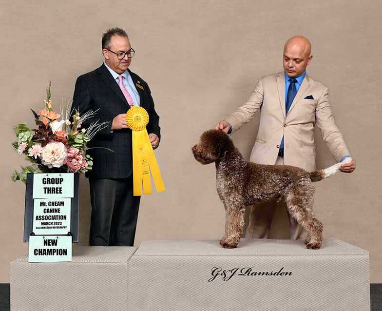 Champion Dog Danny the Lagotto Romagnolo Brown Roan stacked being judged at a dog show