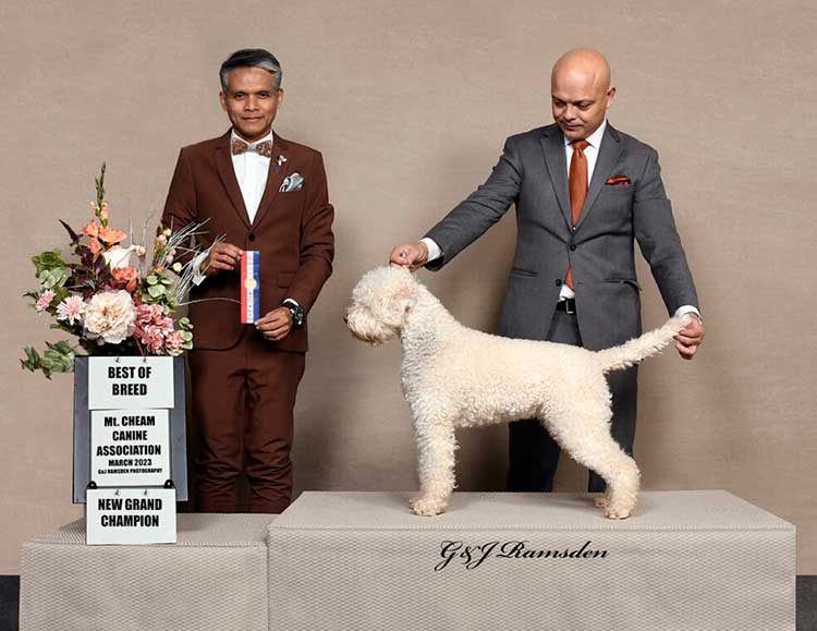 Grand Champion CKC White Lagotto Romagnolo dog stacked and being judged at a dog show.