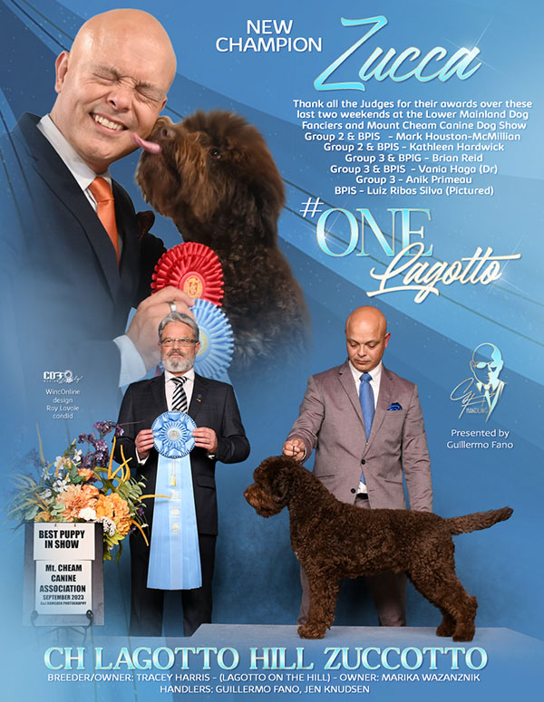 Brown Curly Lagotto Romagnolo Dog being judged and winning top show dog in Canada
