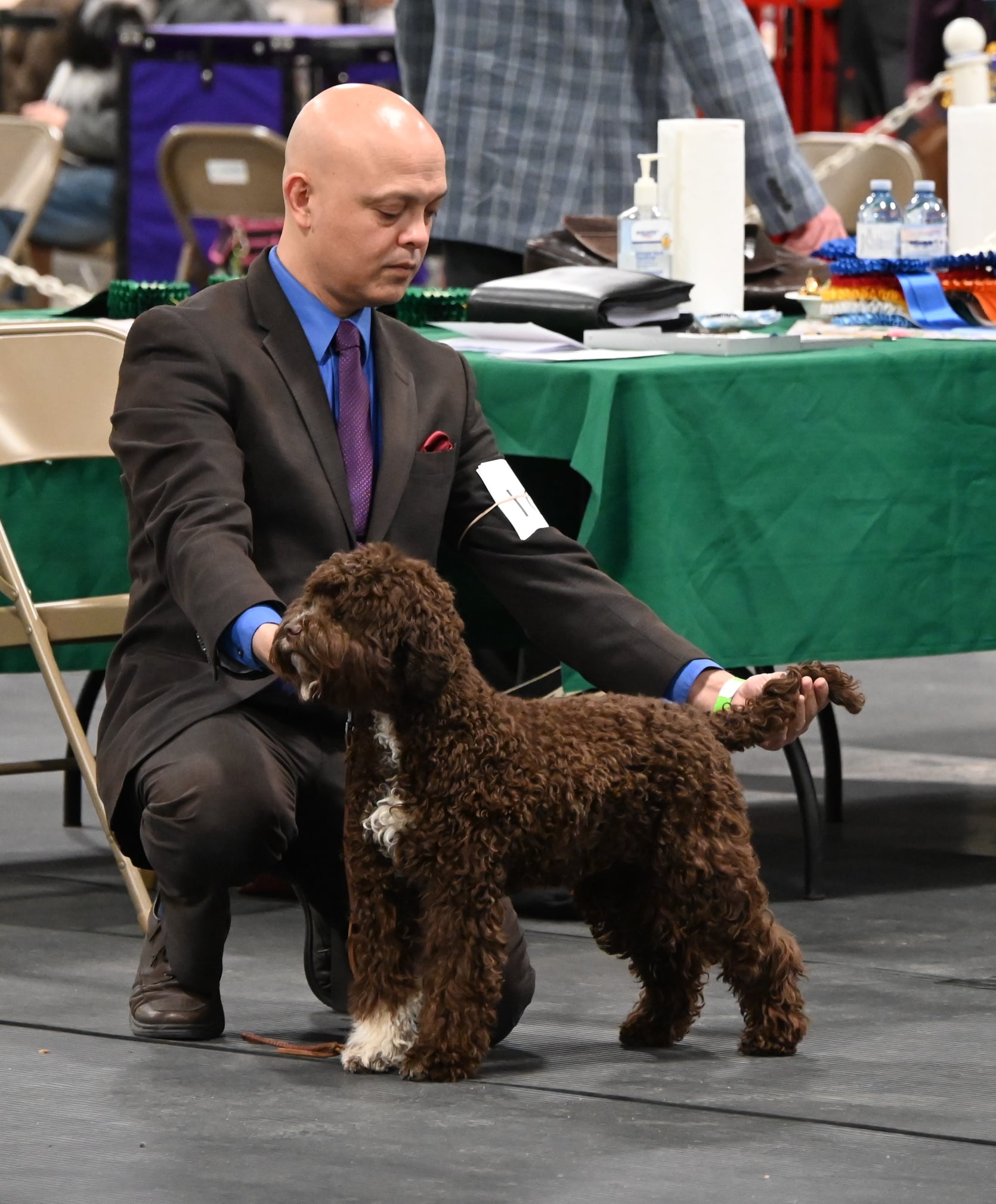 Brown female Lagotto Romagnolo Show Dog Stacked