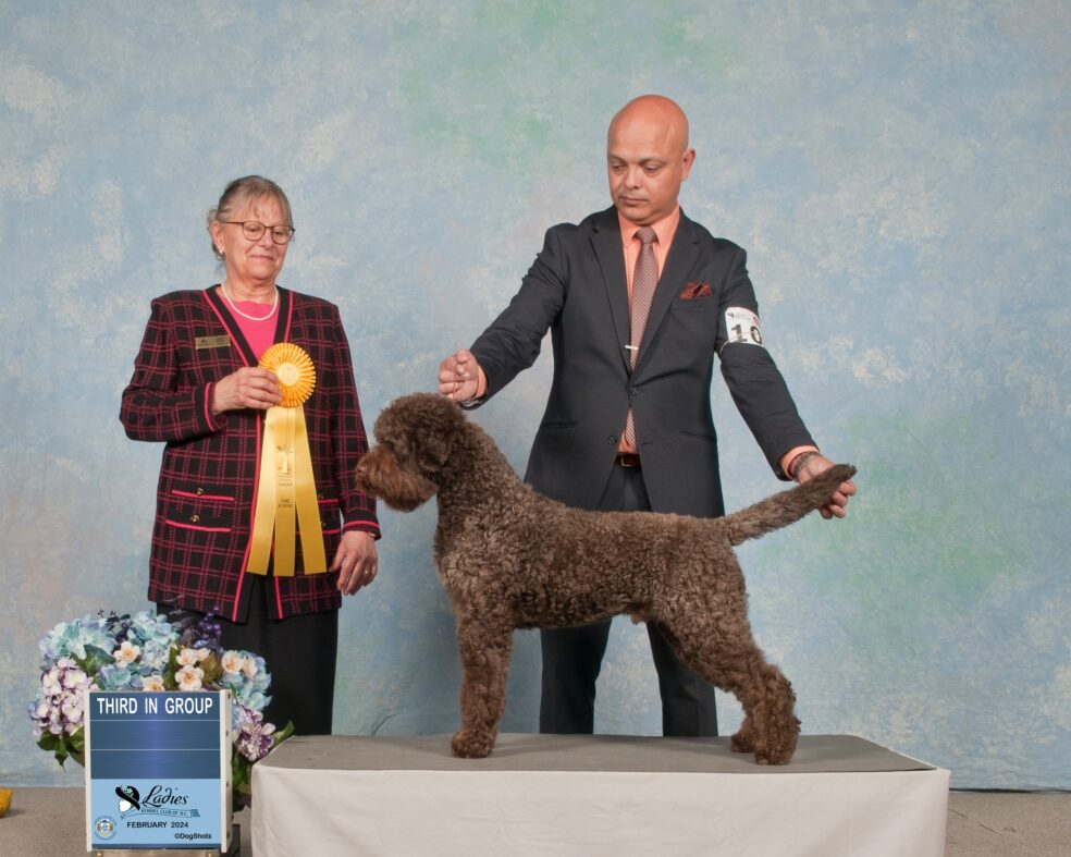 Lagotto Romagnolo at a dog show being judged.