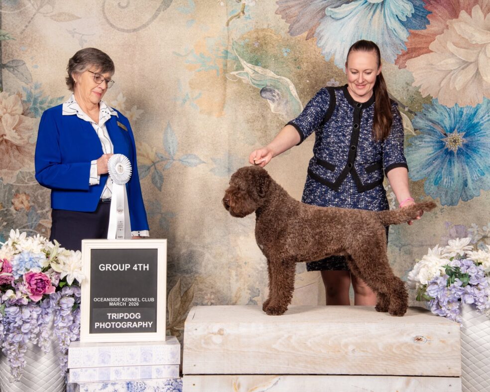 Lagotto Group Fourth Winner Brown Curly Lagotto Romagnolo Reggie of Lagotto on the Hill