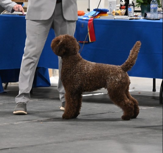 Reggie the Lagotto Romagnolo dog stacked at a dog show