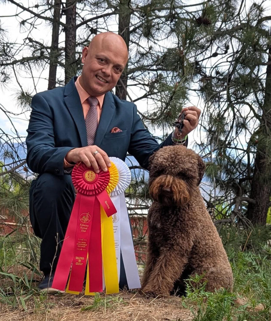 A brown curly Lagotto Romagnolo dog with his handler being presented with show winning ribbons in red, yellow and white.